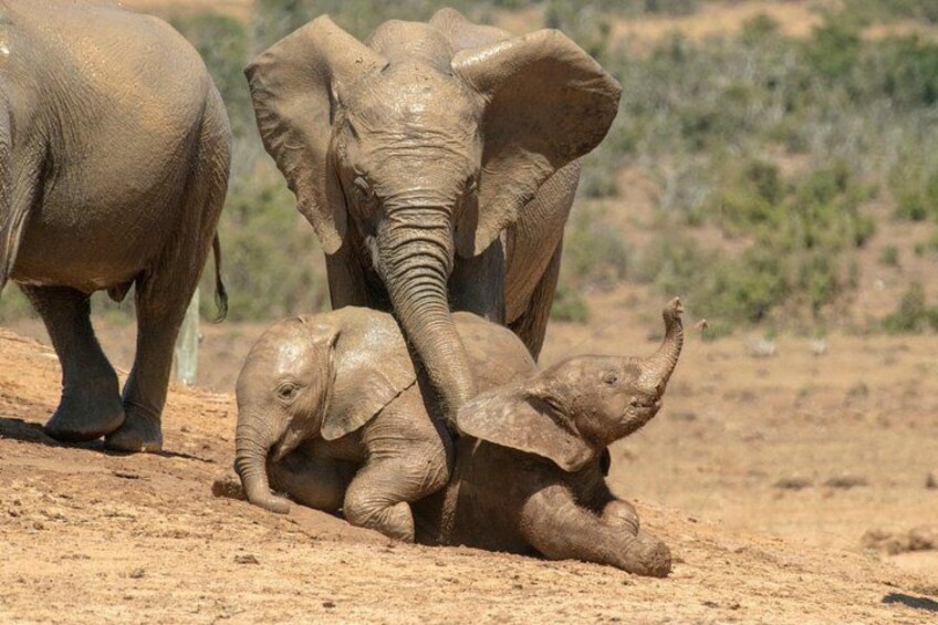A baby elephant with its trunk raised, standing on a dirt ground with a larger elephant nearby. 5