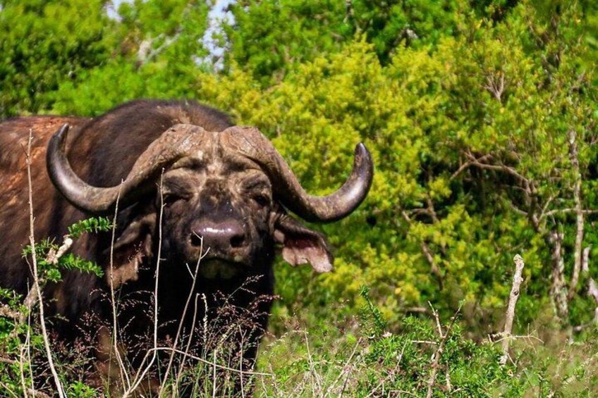 A large buffalo with prominent horns in a grassy field with dense green foliage in the background. 4