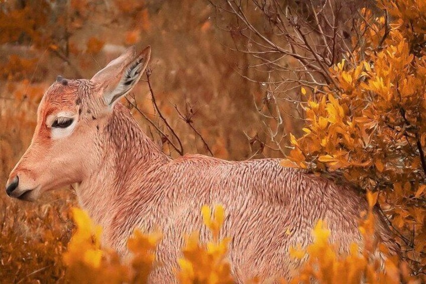 A deer in a natural setting with autumn foliage. 4