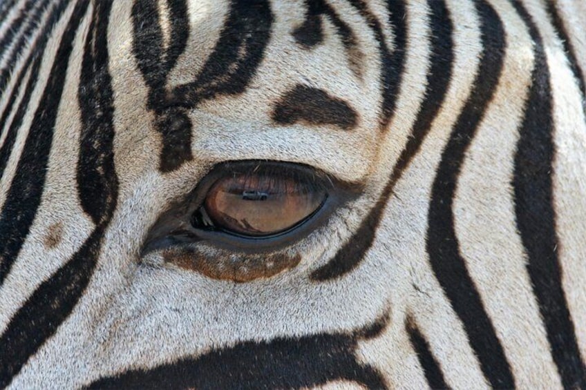 A close-up of a zebra's eye with distinctive black stripes. 1