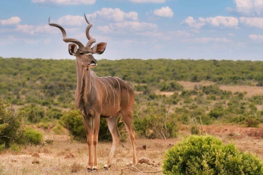 A kudu standing in a savanna with sparse vegetation and distant hills. 5