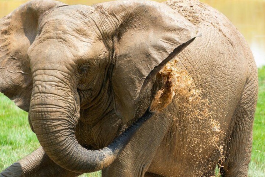 An elephant with a large wound on its side, standing on grass. 2