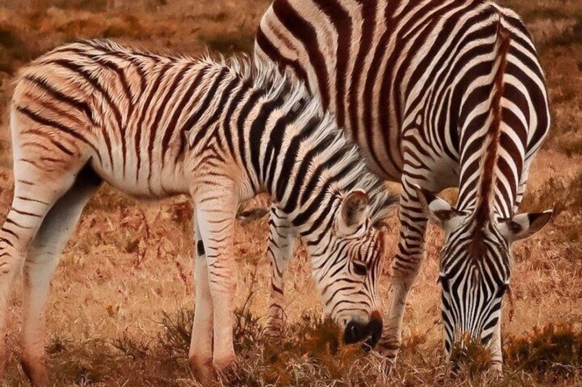Two zebras grazing in a dry grass field. 3