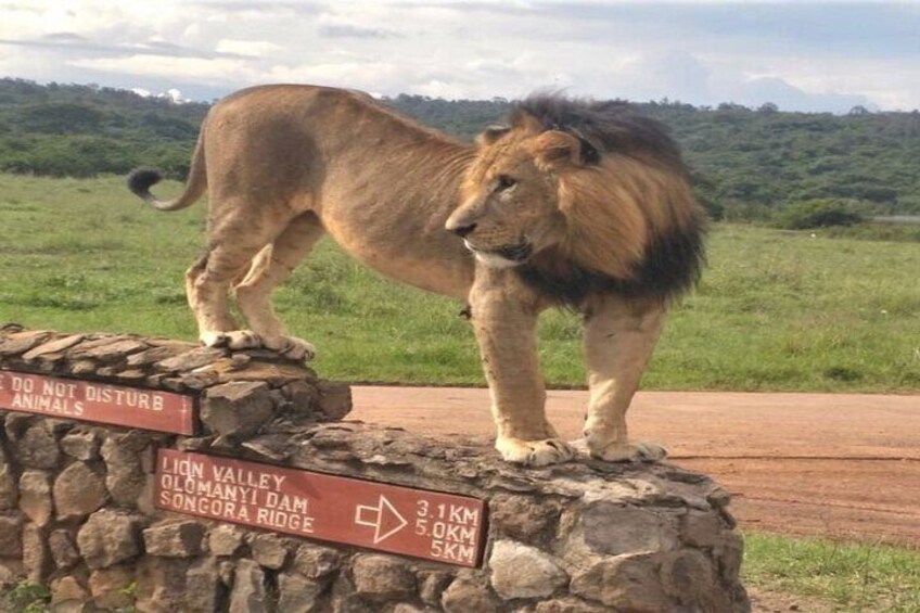 Un lion se tenant sur une corniche en pierre, à côté de panneaux indicateurs. 1