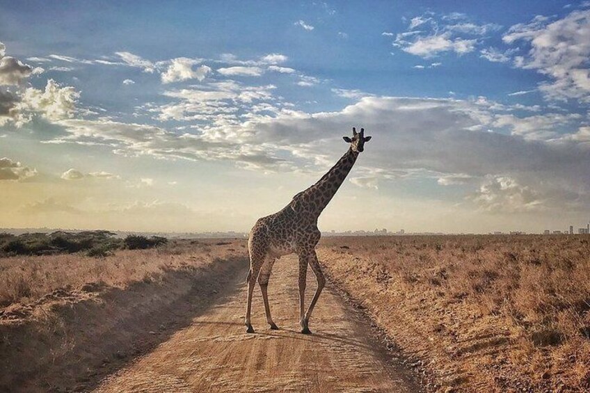 Une girafe se tient sur un chemin de terre, dans un paysage de savane. 5