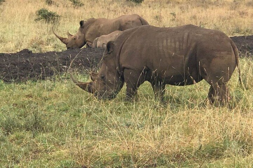 Deux rhinocéros broutent dans un champ d’herbe. 2