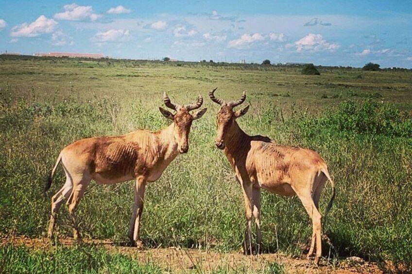 Deux antilopes dans un champ d’herbe, sous un ciel dégagé. 3