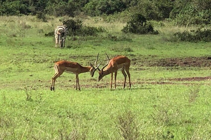 Deux antilopes dans un champ herbeux, avec une zèbre en arrière-plan. 4
