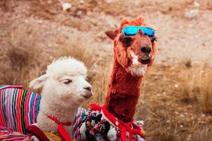 A llama wearing sunglasses and a colorful outfit, standing in a dry, grassy field. 2