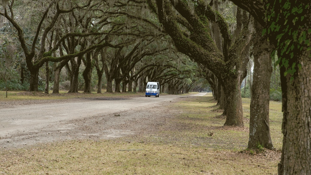 Wormsloe / Isle of Hope