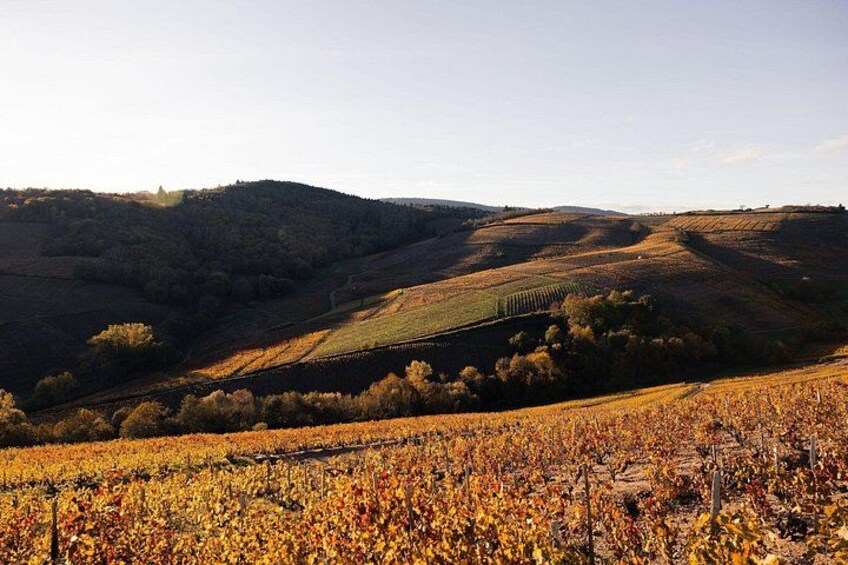 Beaujolais and Burgundy Private Winter Wine Day Tour From Lyon 3