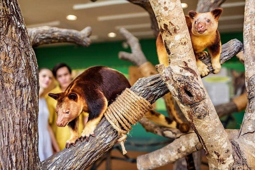 A stuffed animal exhibit with a bear and a raccoon on branches. 3