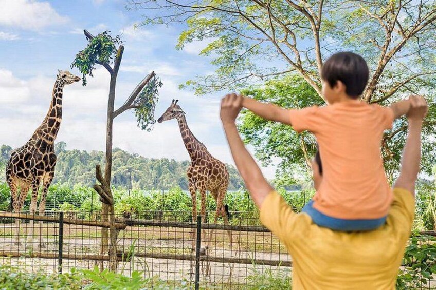 2-Park Combo Night Safari + Singapore Zoo Tickets 5