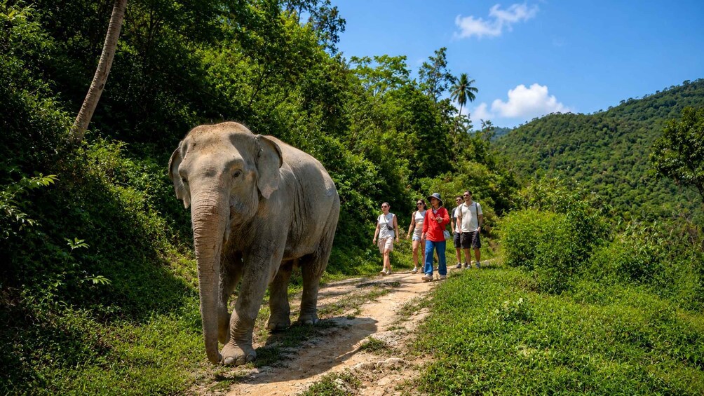 Ein Elefant geht auf einem Feldweg, während Menschen ihm im Wald folgen. 1