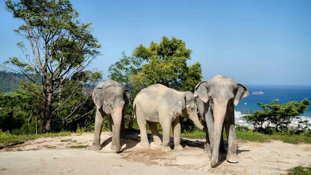 Picture 12 for Activity Phuket: Small-Group Elephant Nature Walk with Sea Views 4