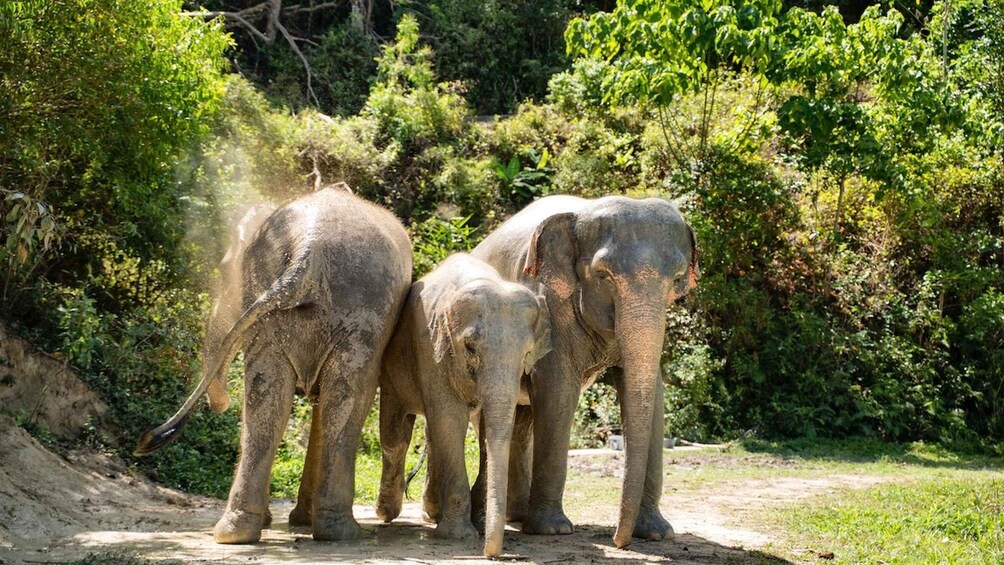 Picture 4 for Activity Phuket: Small-Group Elephant Nature Walk with Sea Views 3