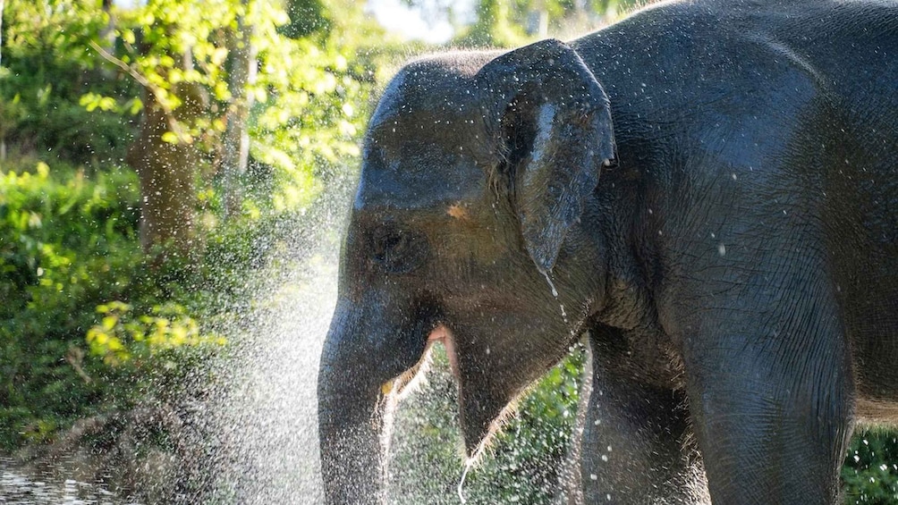 Picture 2 for Activity Phuket: Small-Group Elephant Nature Walk with Sea Views 5