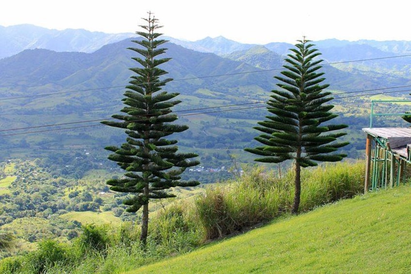 Two coniferous trees on a grassy hillside with a mountainous landscape in the background. 4