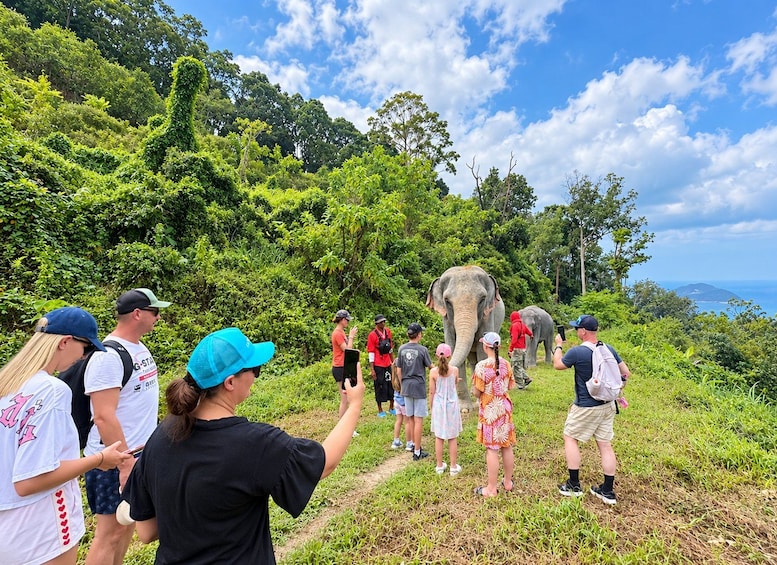 Picture 8 for Activity Phuket: Family Elephant Discovery Walk with Patong Sea Views 4