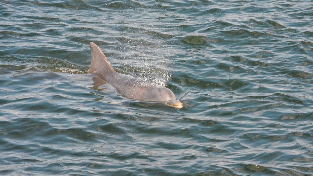 Picture 7 for Activity St Augustine: Dolphin & Landmark Cruise with Sunset Option 4