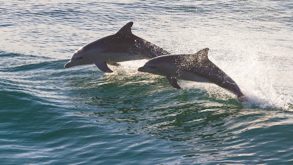 Picture 4 for Activity St Augustine: Dolphin & Landmark Cruise with Sunset Option 2