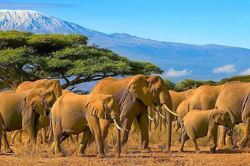 A herd of elephants in a dry grassland with a mountain in the background. 2