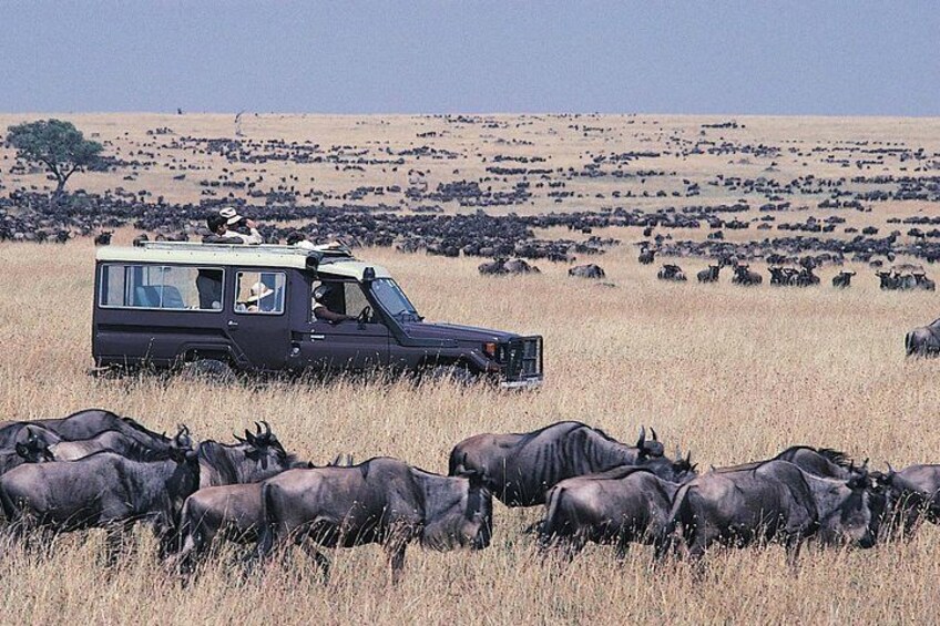 A safari vehicle with passengers observing a herd of wildebeests in a grassy field. 4