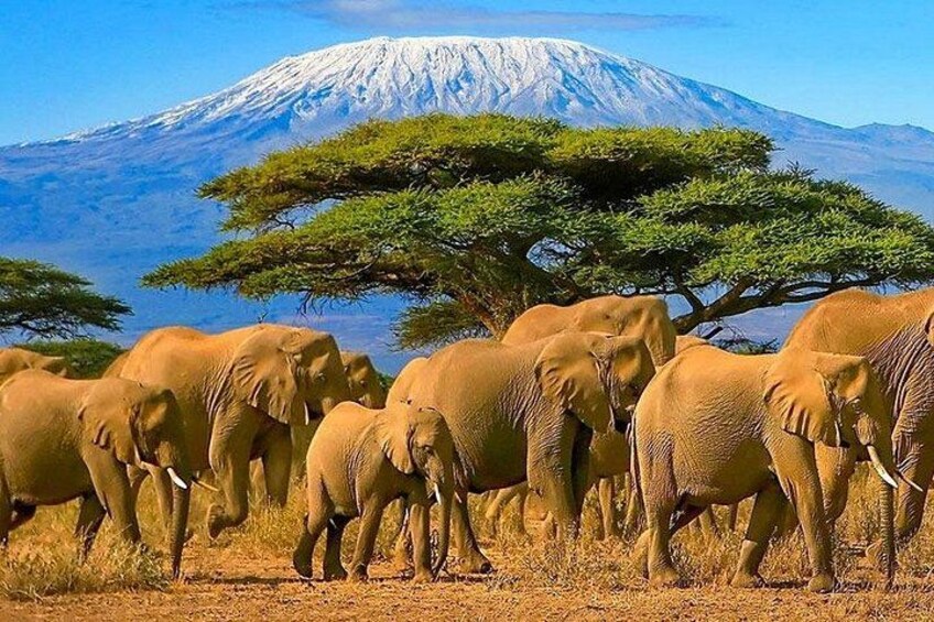 A herd of elephants in a dry grassland with a mountain in the background. 5