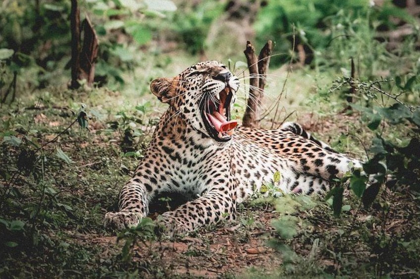 A leopard lying in a grassy area with dense vegetation around. 2