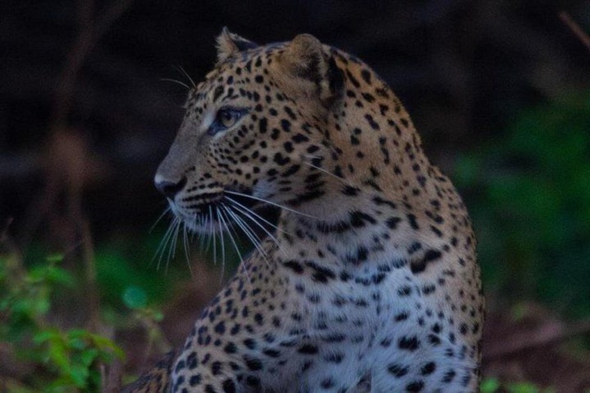 A leopard with dark spots and a bushy tail in a natural setting. 3