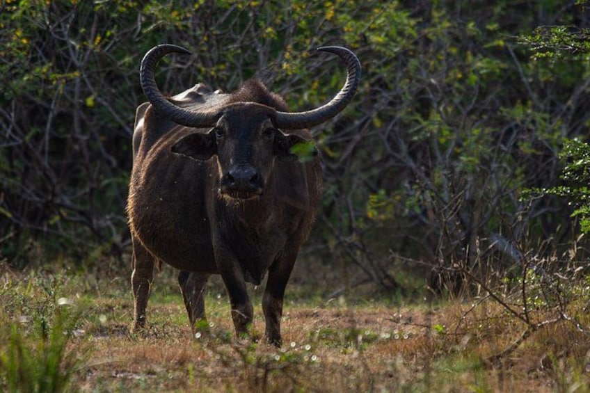 A large brown bull with prominent curved horns walking through a grassy area with dense shrubbery in the background. 4