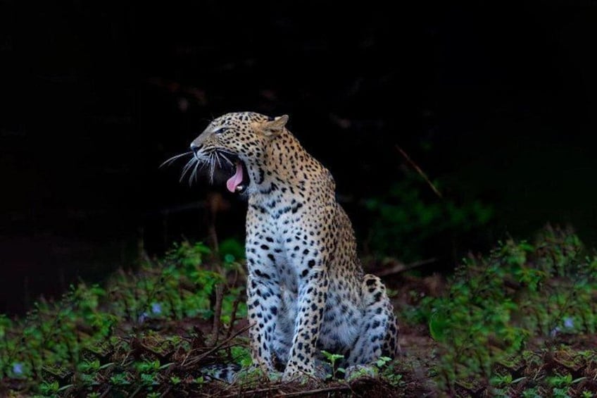 A leopard sitting on the ground with its mouth open, surrounded by greenery. 1