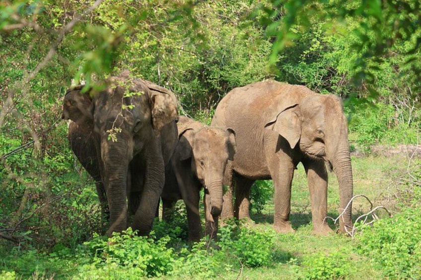 Two elephants in a grassy area with dense foliage in the background. 5