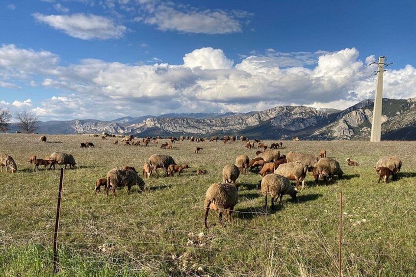 A flock of sheep grazing in a field with mountains in the background and a tall monument. 2
