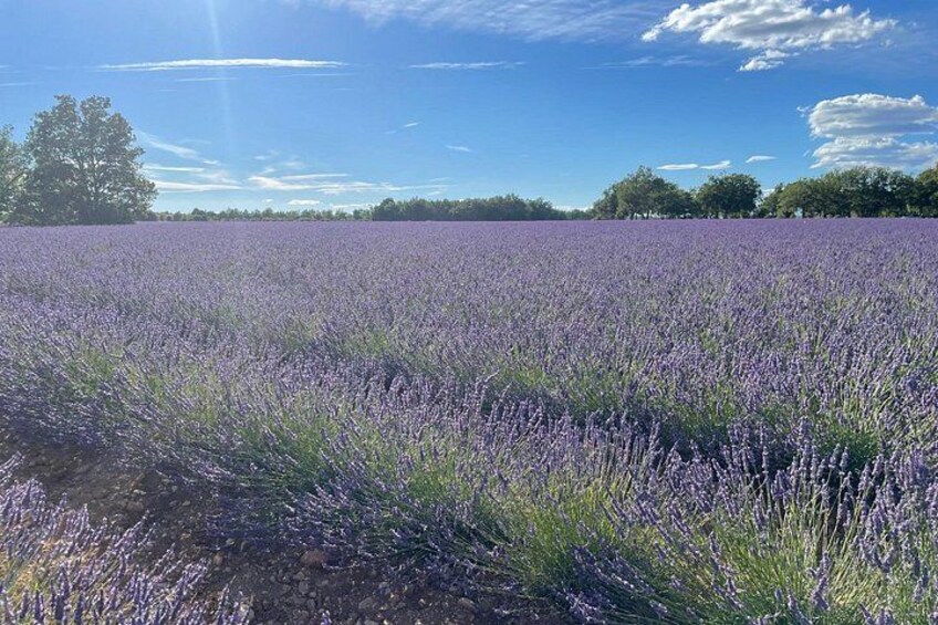 A lavender field under a clear sky. 1