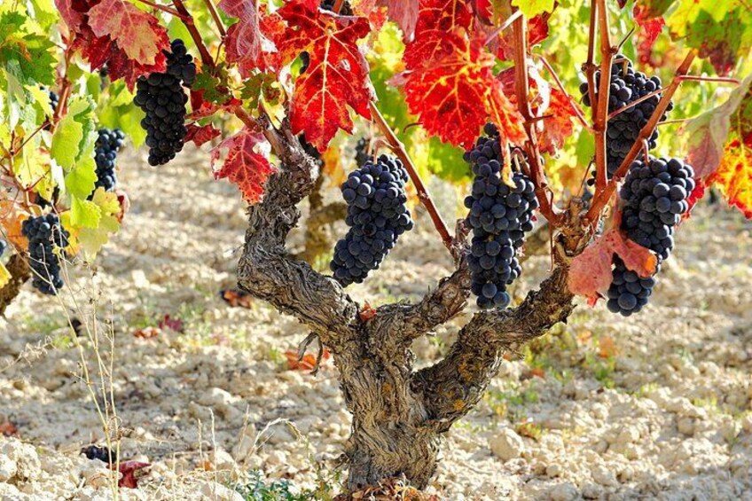 Exclusive Rioja Wine and Dining Experience from San Sebastian 2