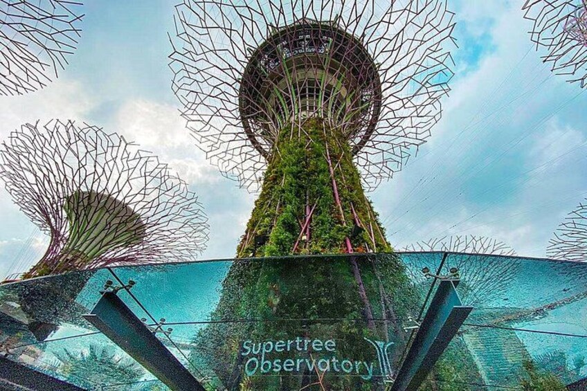Gardens by the Bay Cloud Forest Flower Dome Options Supertree 1