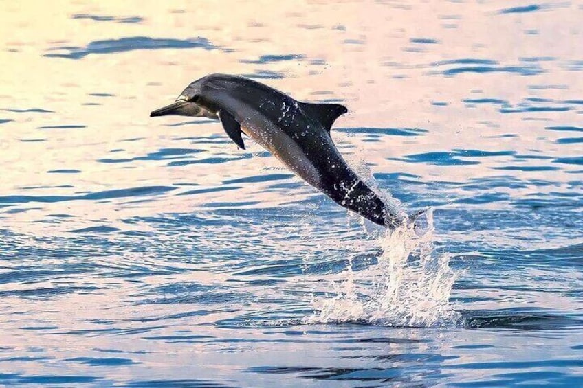 En delfin som hoppar upp ur vattnet. 5