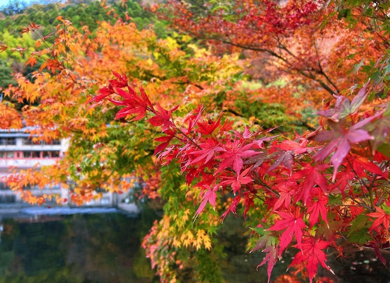 Picture 1 for Activity Fukuoka:Dazaifu,Yufuin Village,Beppu Ropeway,Kamado Jigoku 4