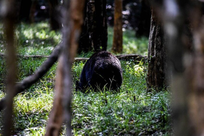 Wilpattu National Park Full Day Safari (Private & All-Inclusive) 3
