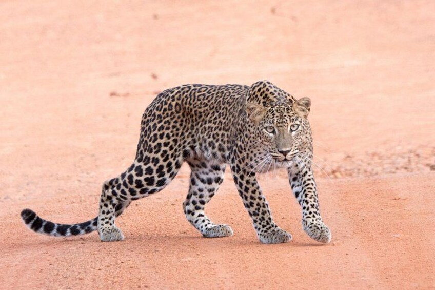 Wilpattu National Park Full Day Safari (Private & All-Inclusive) 2