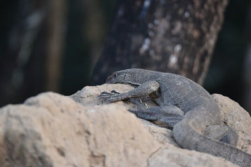 Private Wilpattu National Park Full-Day Safari All Inclusive 4