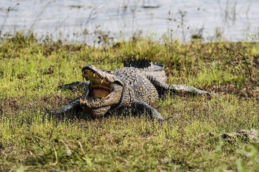 Wilpattu National Park Full Day Safari (Private & All-Inclusive) 5