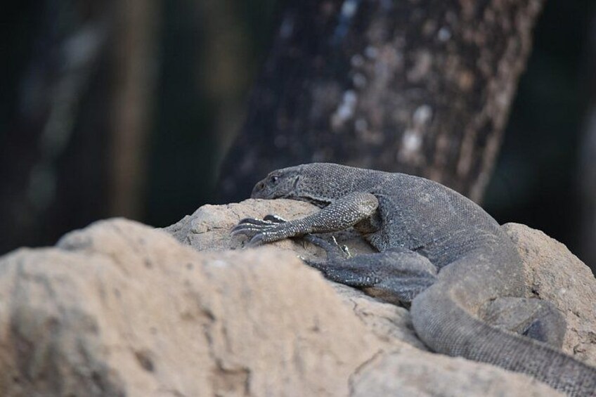 Wilpattu National Park Full Day Safari (Private & All-Inclusive) 4