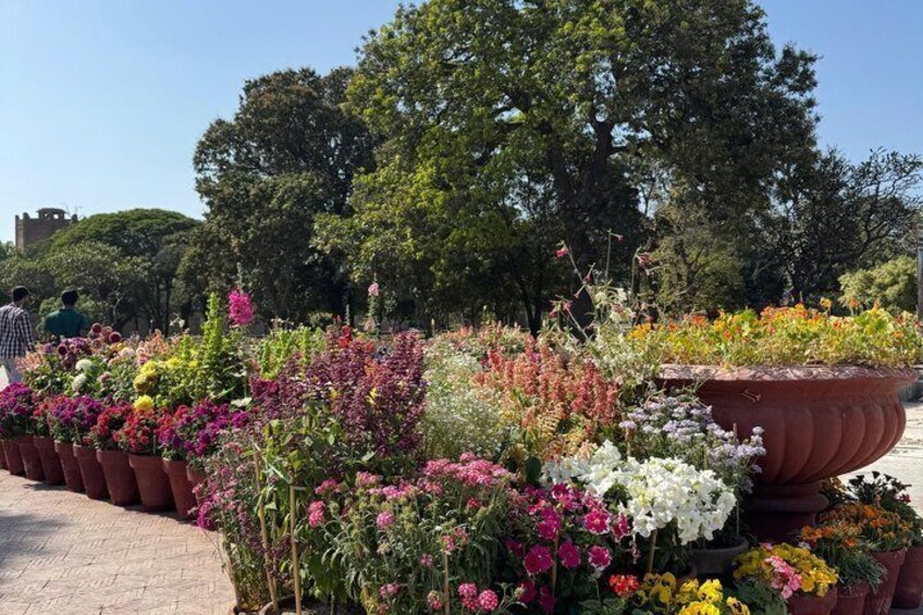 A garden with various potted plants and flowers. 1