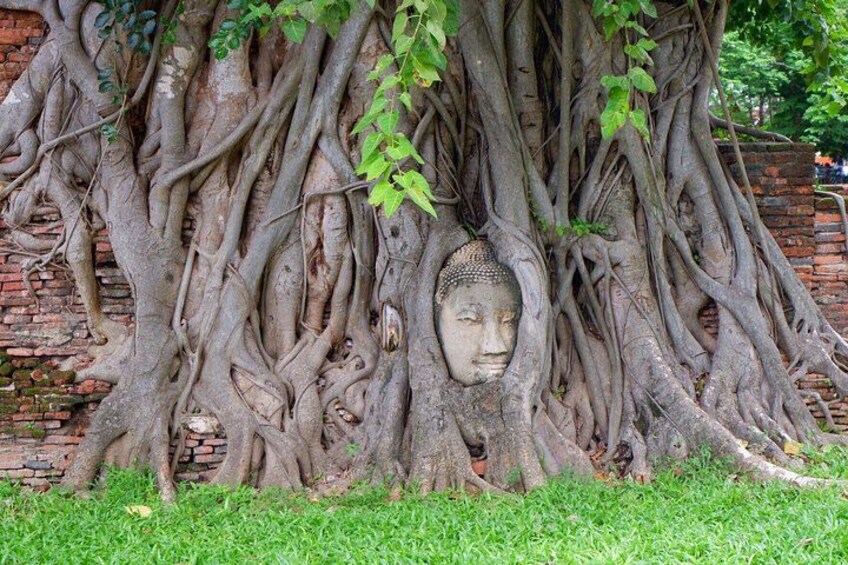 Ein großer Baum mit weitläufigen Wurzeln und einem Buddha-Kopf, der in den Stamm geschnitzt ist. 1
