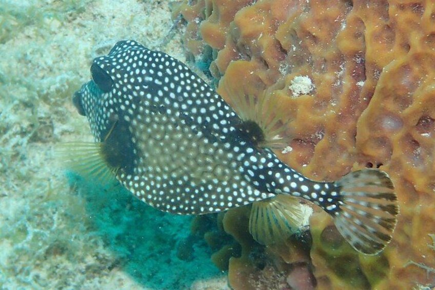 A spotted pufferfish swimming near a coral reef. 4