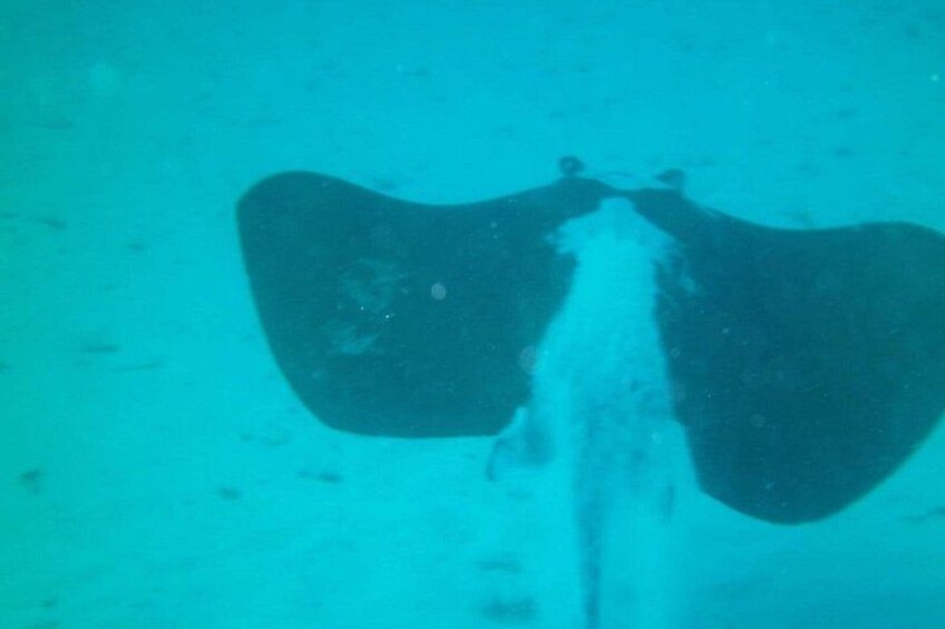 A stingray swimming underwater. 2