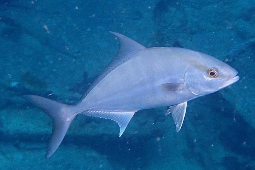 A single fish swimming in clear blue water. 5