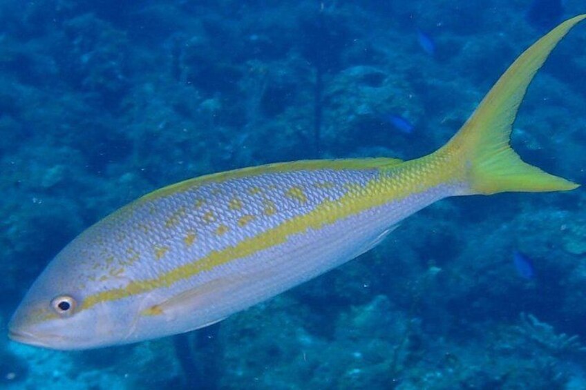 A fish with yellow stripes swimming in clear blue water. 3